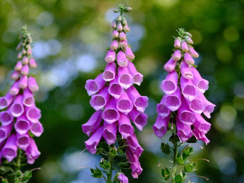The Texas Poison Lady